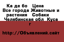 Ка де бо › Цена ­ 25 - Все города Животные и растения » Собаки   . Челябинская обл.,Куса г.